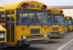 line of school buses